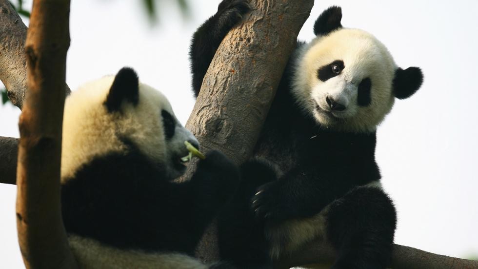 Trung tâm Nghiên cứu và Nuôi dưỡng Gấu trúc lớn Chengdu (Chengdu Research Base of Giant Panda Breeding) ở Thành Đô, Trung Quốc, là ngôi nhà của hơn 90 con gấu trúc. Đây là một trung tâm bảo tồn và sinh sản gấu trúc quan trọng, mở cửa cho du khách thăm quan quanh năm.